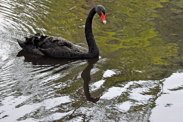 a Black Australian Swan